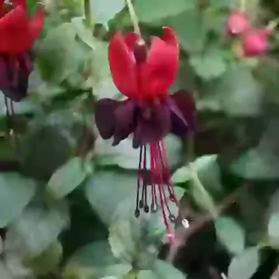 Fuchsia Roesse Blacky